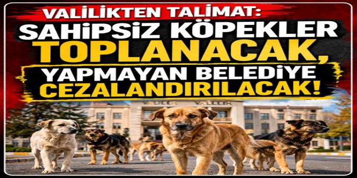 İstanbul Valiliği'nden sahipsiz hayvanların ivedilikle toplatılması kararı