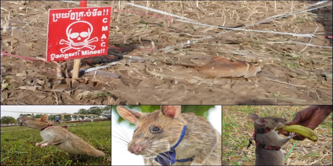 Koku alma yeteneği güçlü fareler patlayıcı tespitinde kullanılıyor