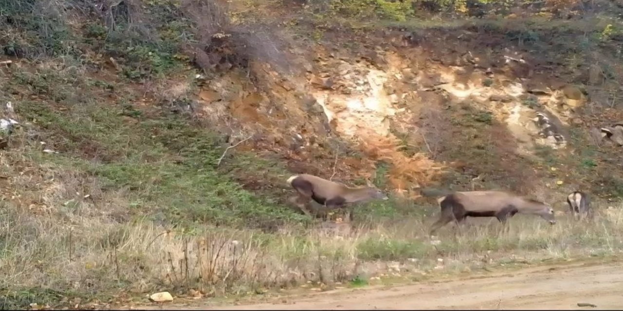 Bursa’da kızıl geyikler görüntülendi