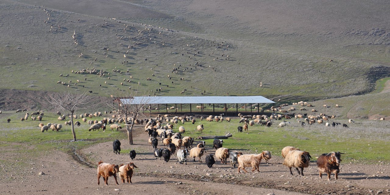 Kurbanlıkta sıkıntı yok, besicilerin gündemi yer sorunu