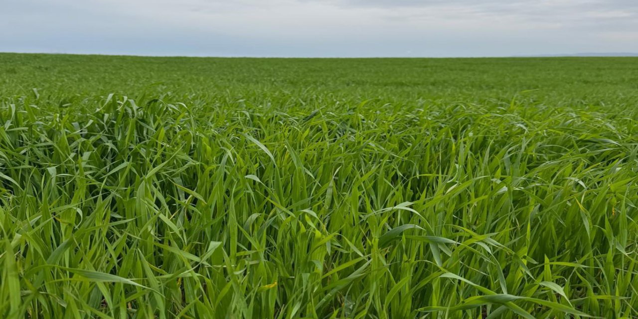Batman'da buğday tarlalarında kök çürüklüğü ve yatma riski artıyor