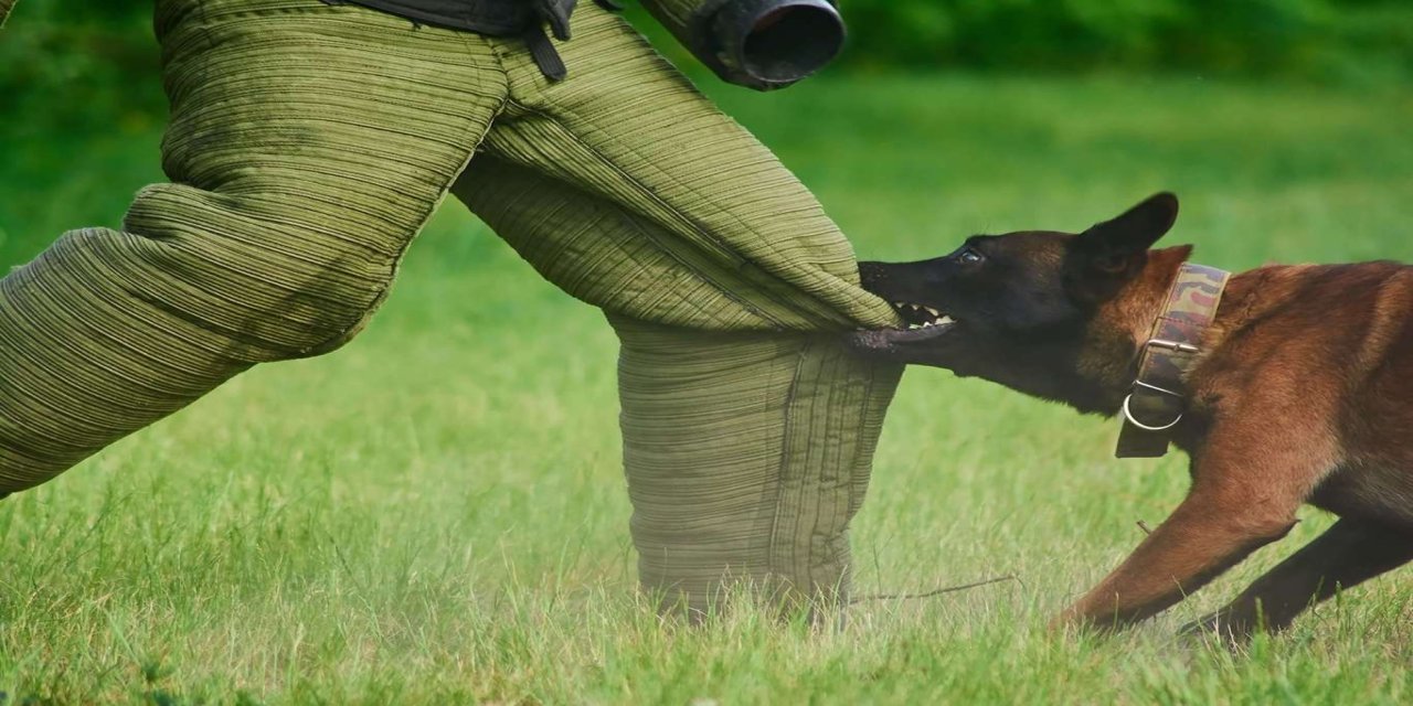 Kayseri’de köpek saldırısı davasında 2 milyon TL tazminat