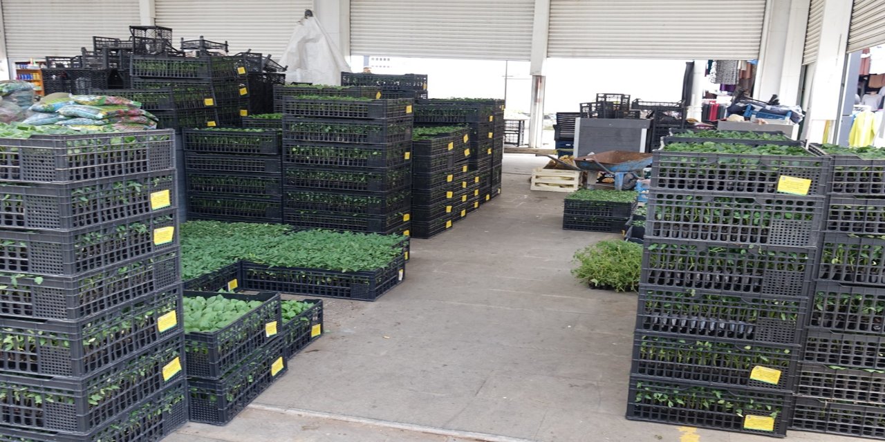 Bahçeler canlanıyor: Fideler tezgâhlarda yerini almaya başladı