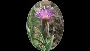 106 yıllık kayıp çiçek bulundu