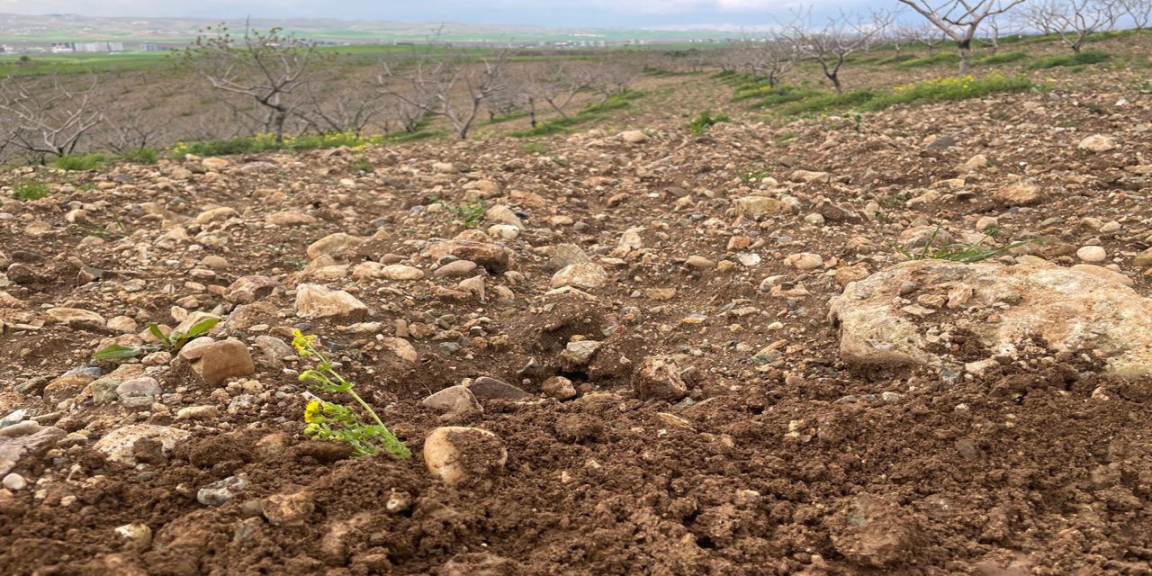 Aşırı yağışlar meyve bahçelerini tehdit ediyor: Uzmanlardan kritik uyarılar
