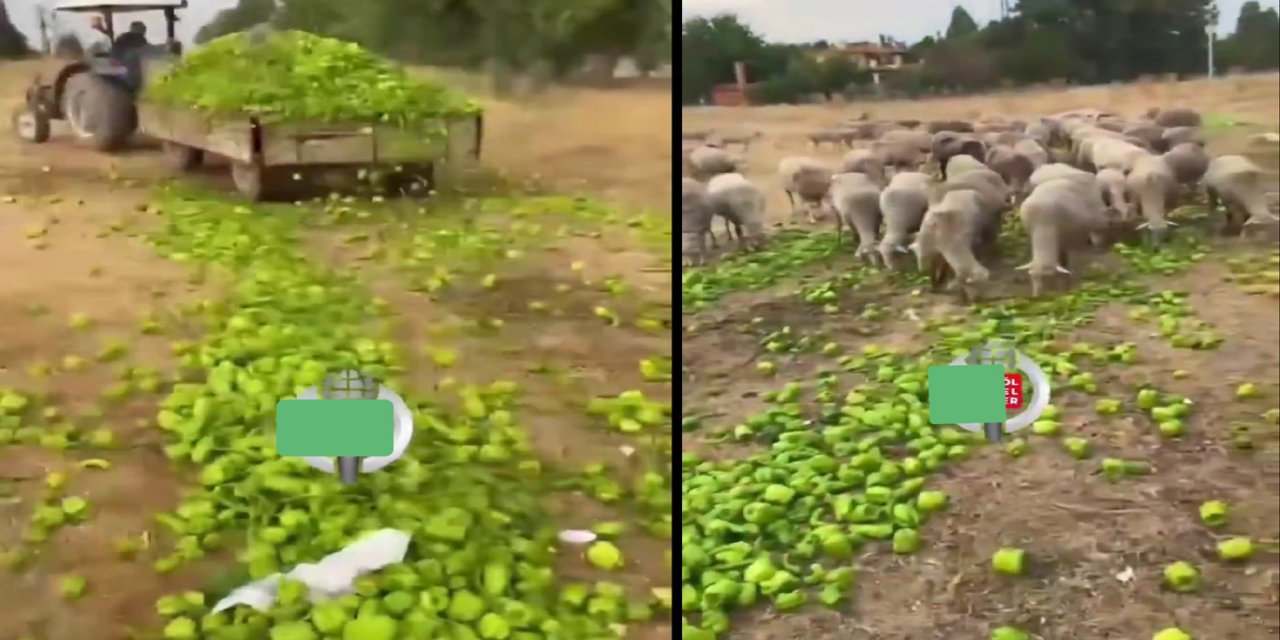 Ticaret Bakanlığı’ndan "biberlerin hayvanlara verildiği görüntüler" açıklaması