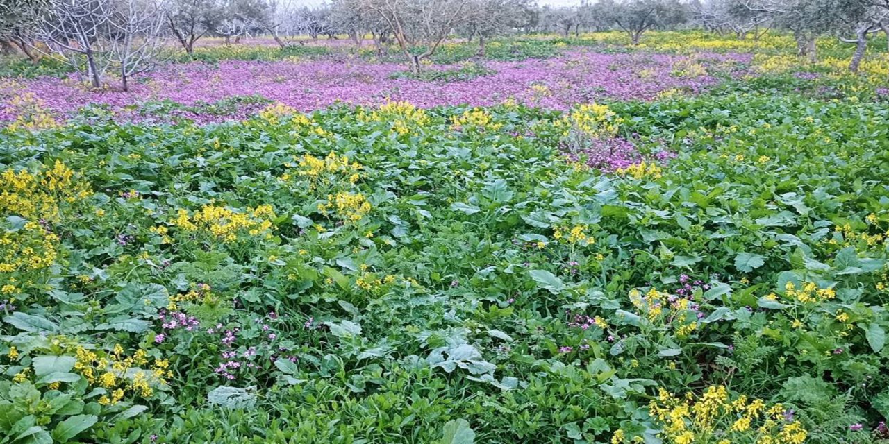 Gaziantep'te baharın gelişiyle birlikte doğa adeta yeniden canlandı