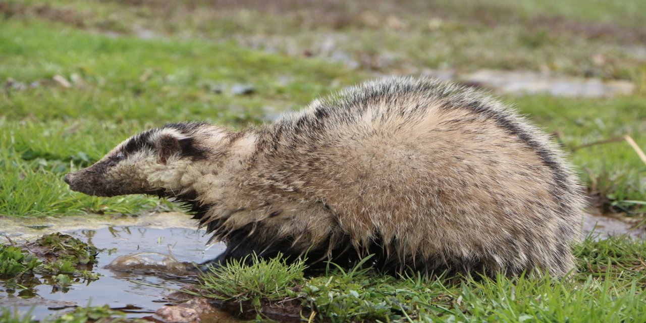 Karlıova'da nesli tükenmekte olan porsuk görüntülendi