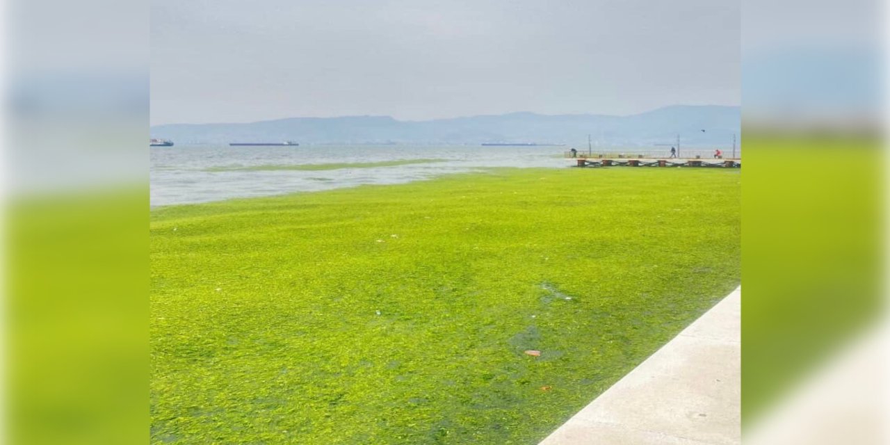 İzmir sahilinde yosun yoğunluğu dikkat çekti