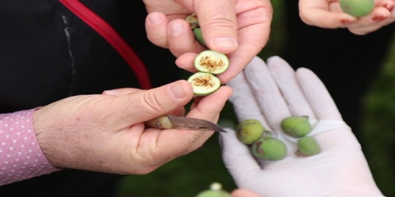 İncirde hasat takvimi ve koruma kuralları zorunlu oldu