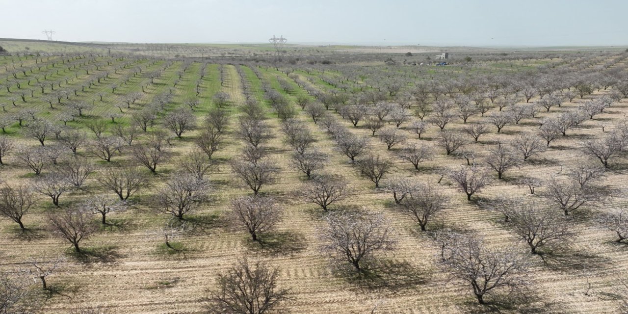 Şanlıurfa badem üretiminde ikinci sıraya yükseldi
