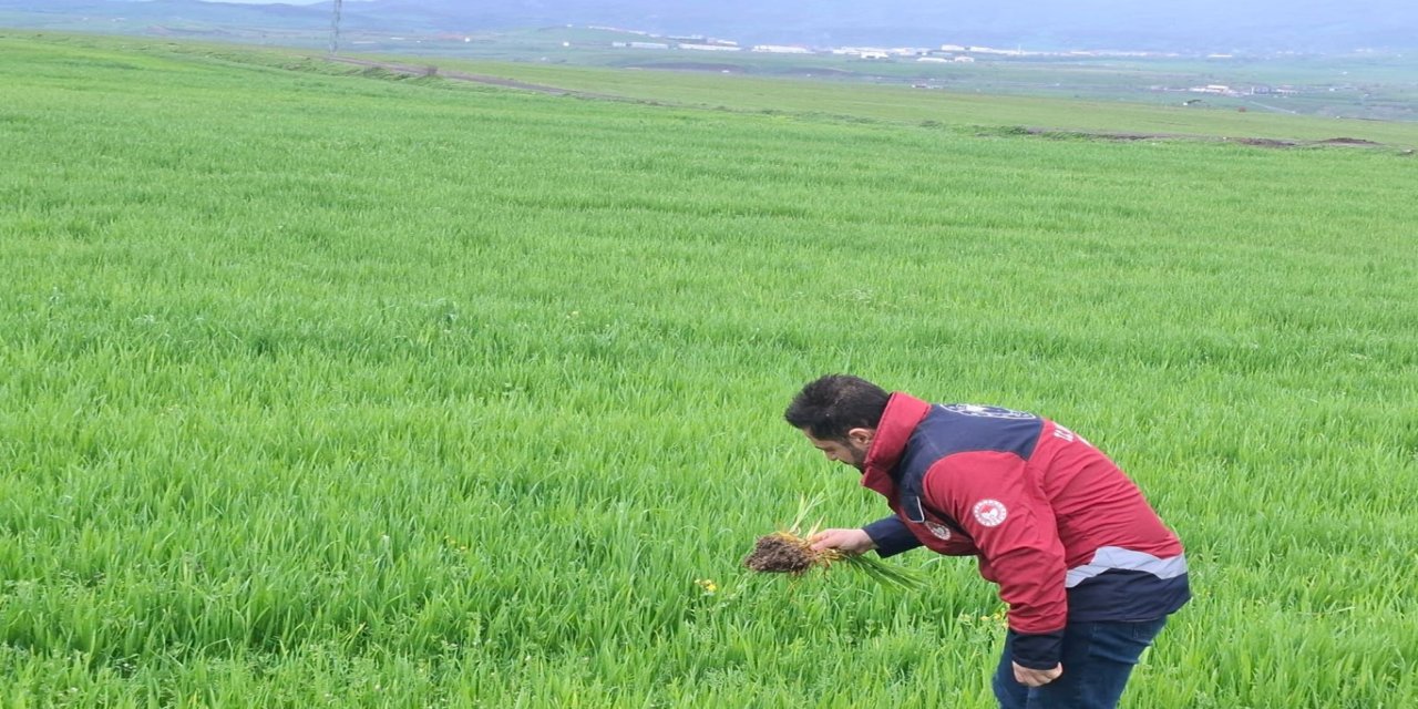 Bingöl İl Tarım Müdürlüğünden hububat üreticilerine çağrı: Yabancı ot ve hastalık riski artıyor