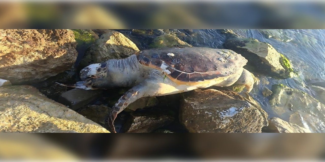 Güzelbahçe sahilinde caretta caretta kıyıya vurdu