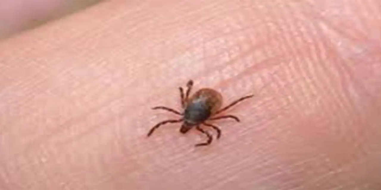 Havalar ısınıyor, kene vakalarına karşı nelere dikkat edilmeli