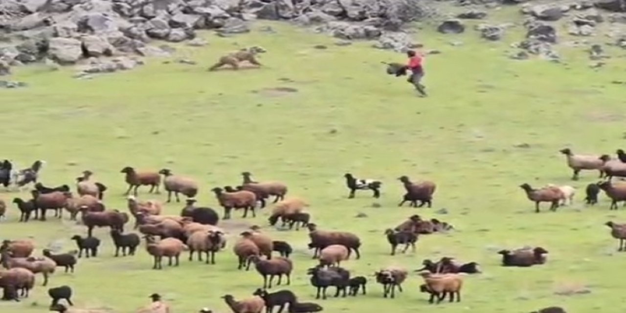 Ağrı Dağı’nda bir ayı koyun sürünün içinden geçip gitti