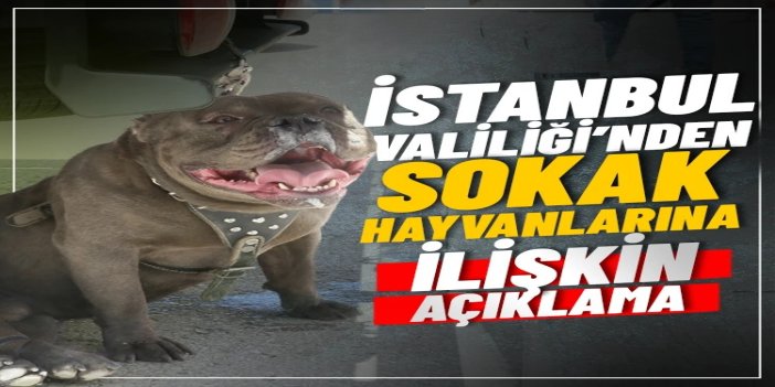 İstanbul Valiliğinden sokak hayvanlarına ilişkin açıklama