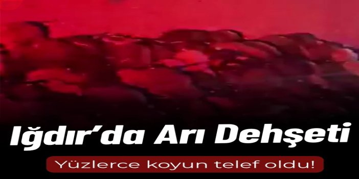 Iğdır’da arı saldırısı: 400 küçükbaş hayvan telef oldu