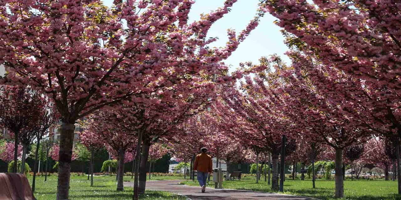 Konya’da parklarda sakura çiçekleri açtı