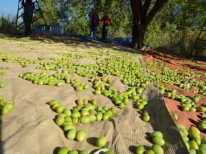 Türk zeytin ihracatçısı Romanya ve Bulgaristan pazarında kan kaybediyor