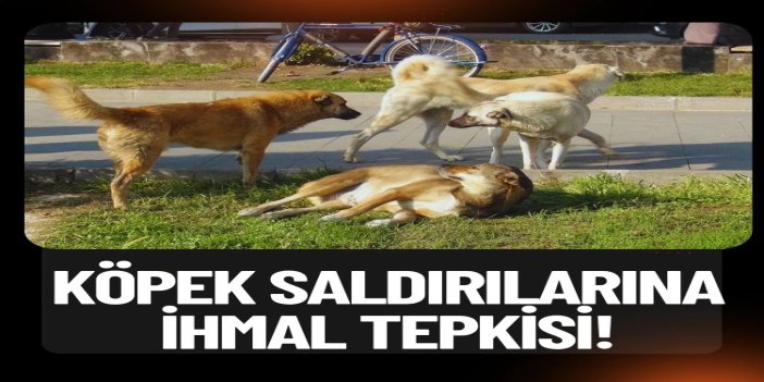 Köpek saldırılarına tepki: İhmallerin bedeli olmalı