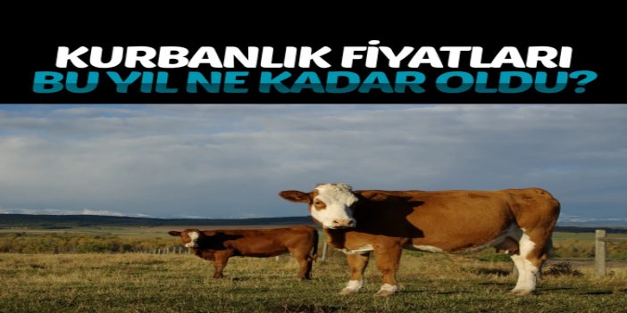 Kurbanlık fiyatları bu yıl ne kadar oldu?