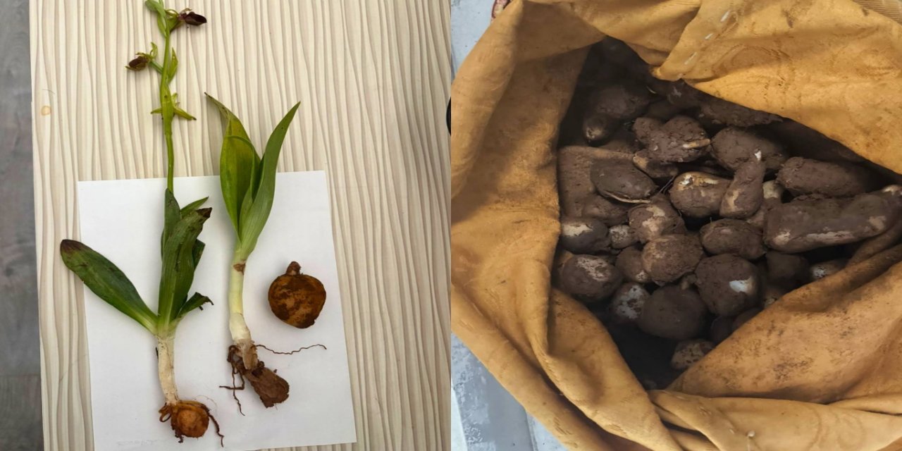 Mardin'de 6 kilogram kaçak salep ele geçirildi: 2 kişiye 1,4 milyon TL ceza