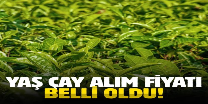 Yaş çay alım fiyatı kilogram başına 35 TL olarak belirlendi