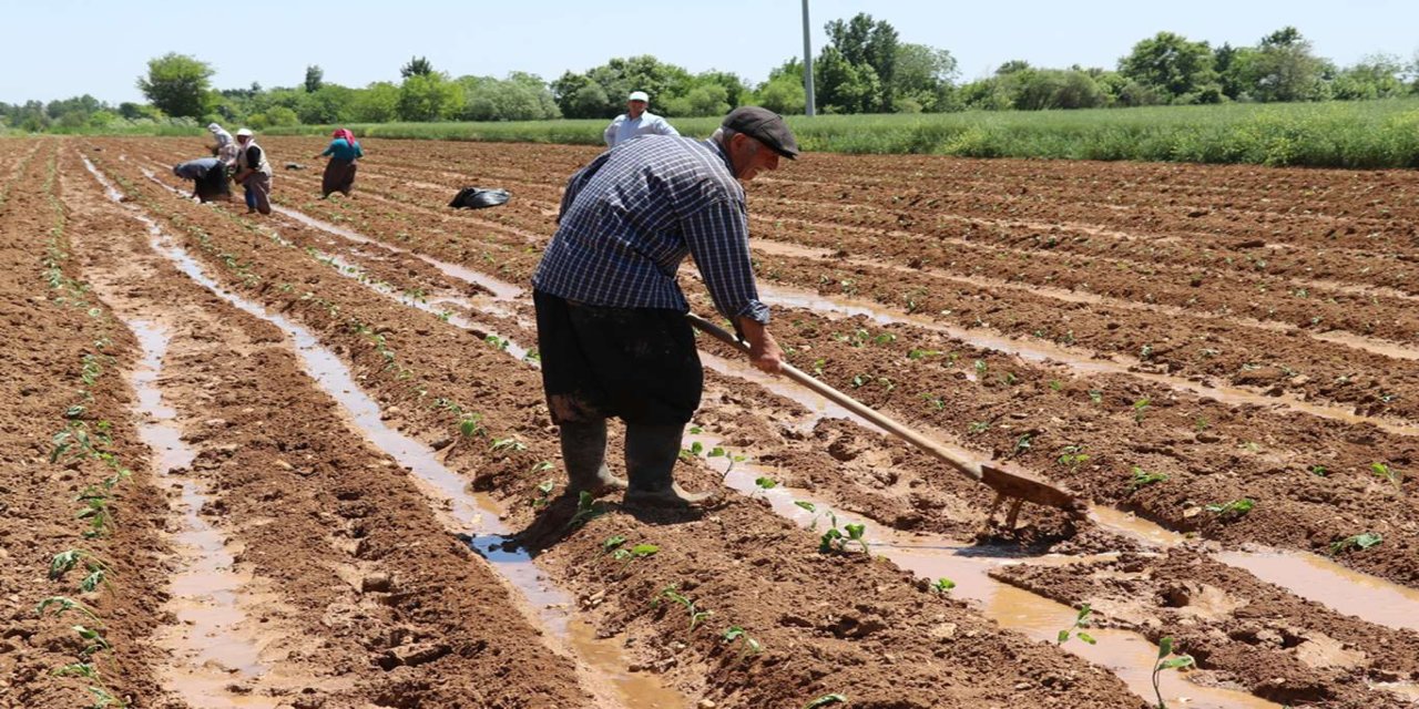 Tarım-ÜFE nisanda yıllık yüzde 42,53 arttı