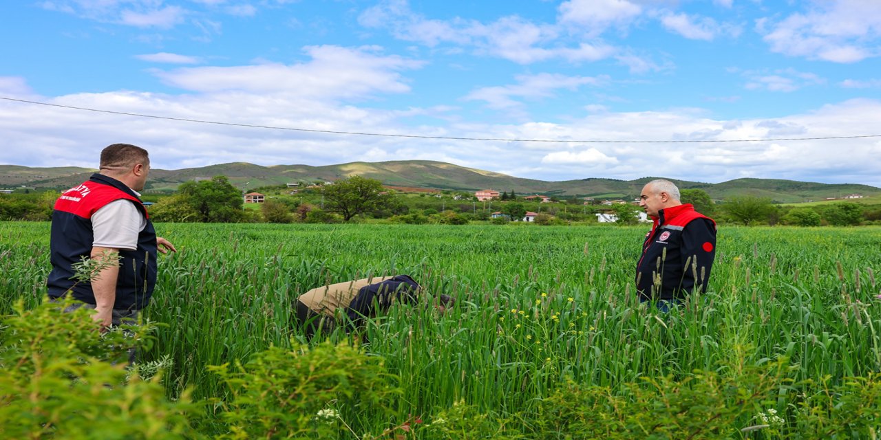 Malatya'da hububat ekili alanlarda inceleme yapıldı