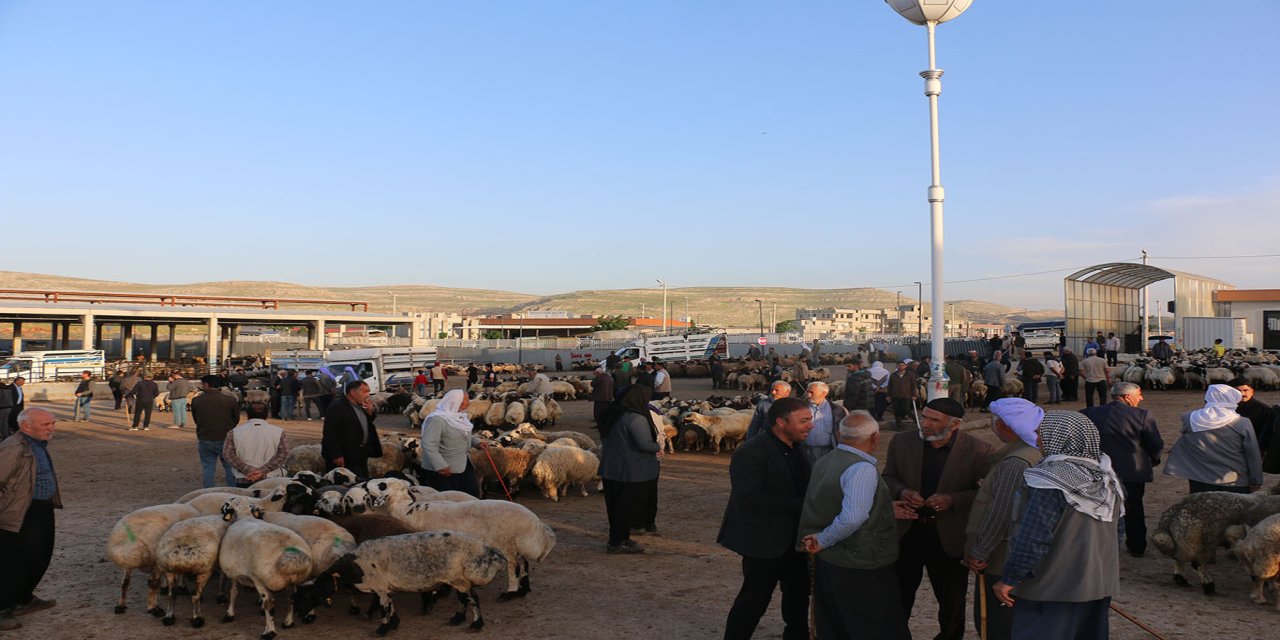 Şanlıurfalı besicilerden kurban piyasasına ilişkin değerlendirme