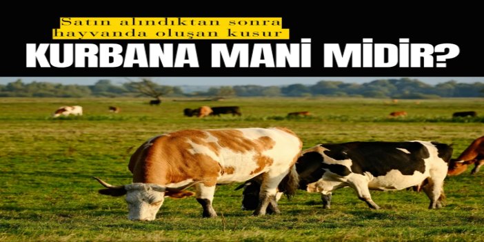 Satın alındıktan sonra hayvanda oluşan kusur kurbana mani midir?