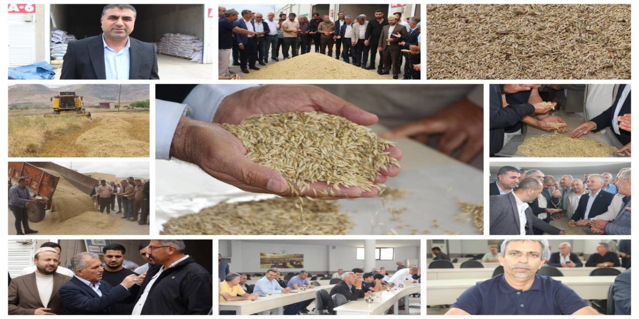 Mardin'de hasadı yapılan yılın ilk arpası satışa sunuldu