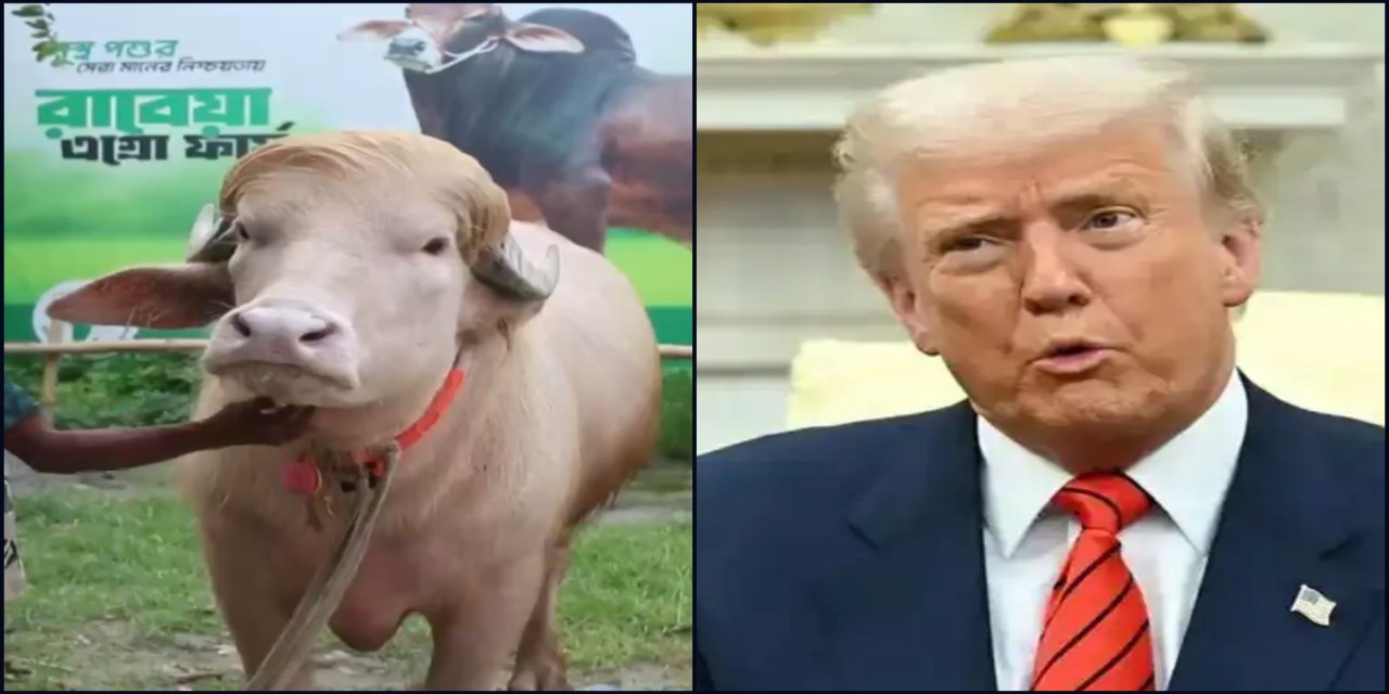 Bangladeş’te "Donald Trump" adı verilen manda viral oldu