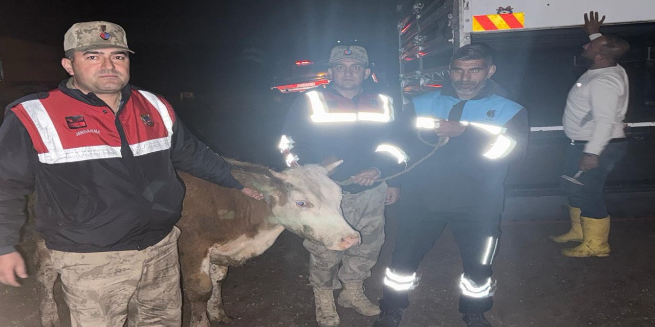Şanlıurfa'da çalınan büyükbaş hayvan bulundu