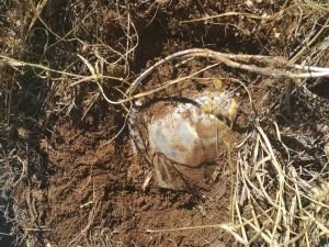 Bingöl’de PKK’lıların tuzakladığı patlayıcı imha edildi