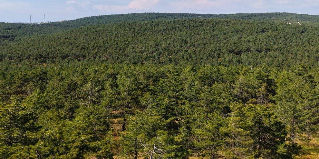 Kırklareli ve Tekirdağ'da ormanlara girişler yasaklandı