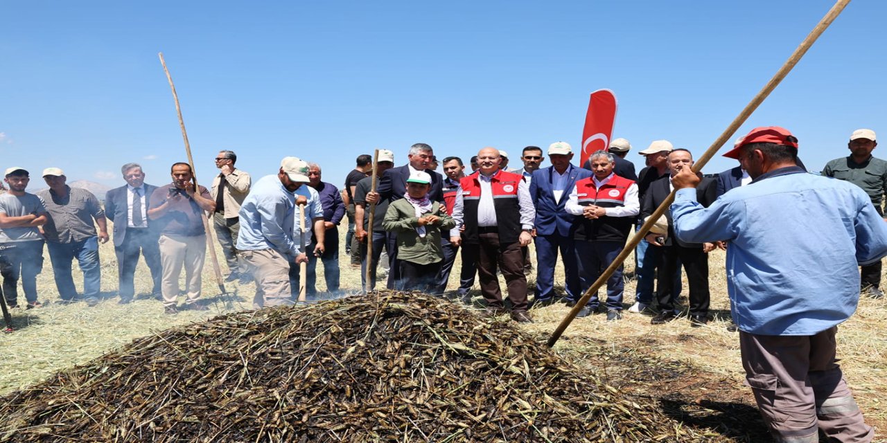 Adıyaman'da firik buğdayı hasadı başladı