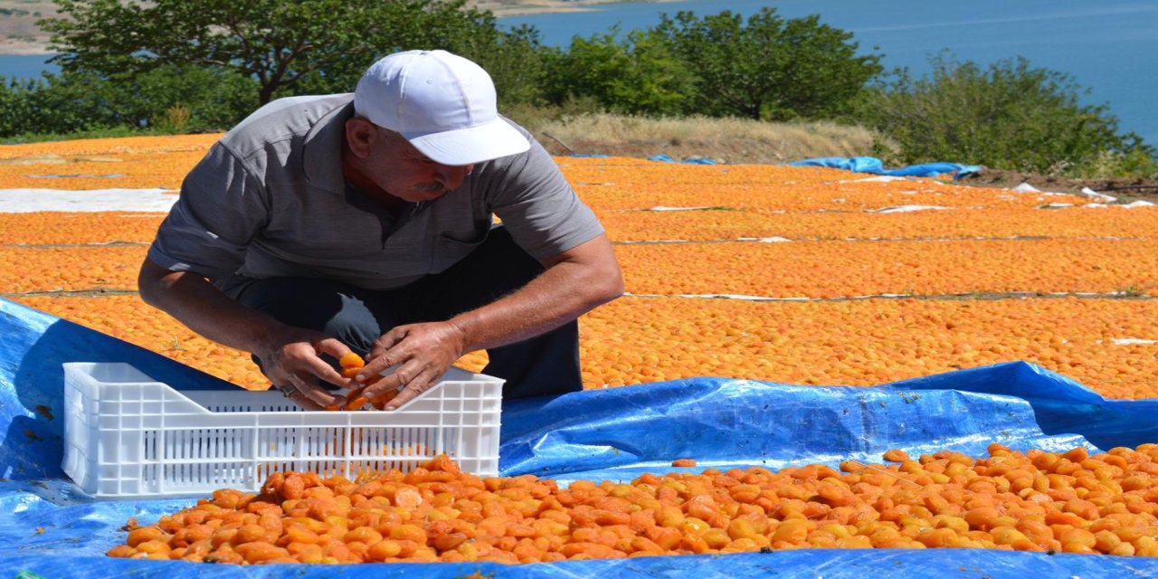 Dünya kayısı başkenti Malatya'da sezonluk işçi ücretleri belli oldu