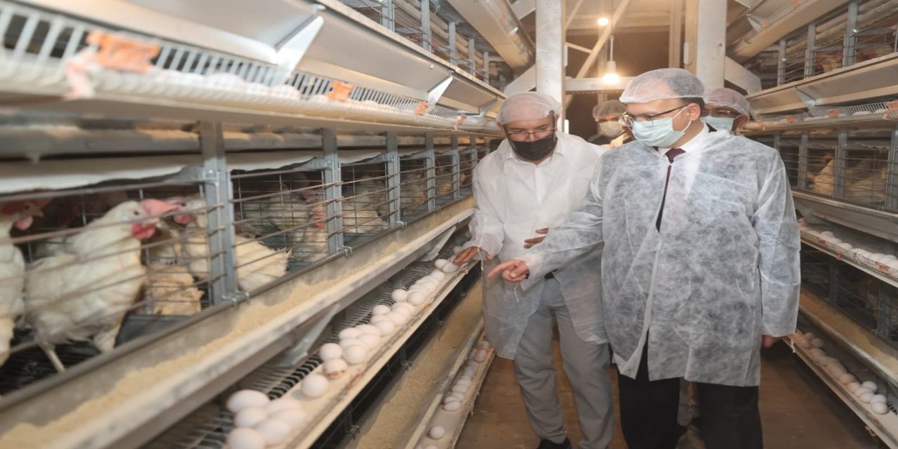Siirt'te günlük 5 bin koli yumurta üretiliyor