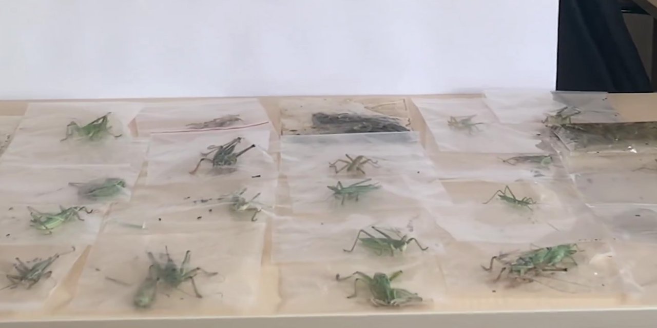 Nemrut Dağı'nda biyokaçakçılık: 135 çekirge toplarken yakalandılar