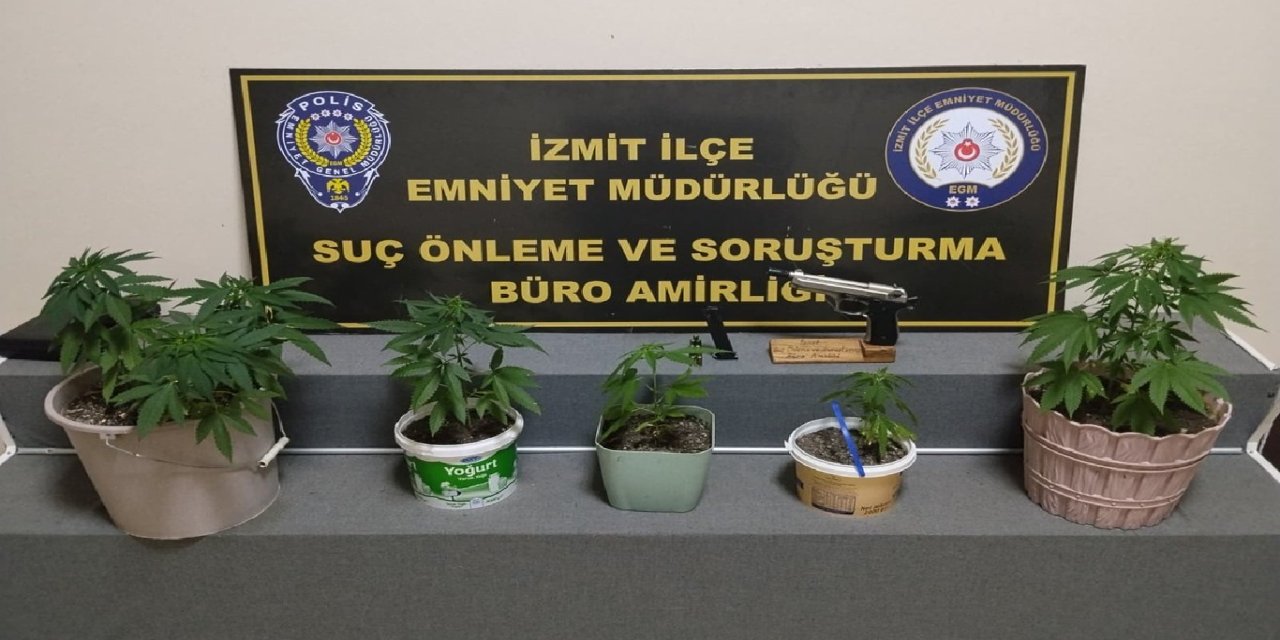 Kocaeli'de evde yetiştirilen 8 kök Hint keneviri ele geçirildi