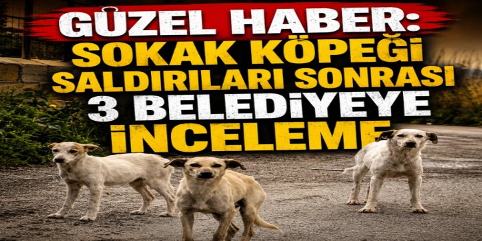 Sahipsiz köpek saldırıları: 3 belediye başkanına işlem