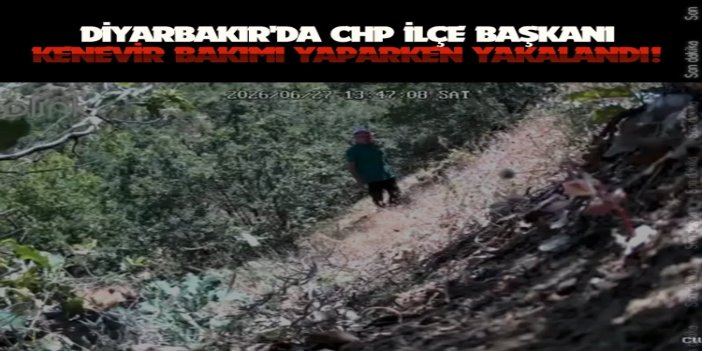 Diyarbakır'da CHP İlçe Başkanı kenevir ekimi yaparken fotokapana takıldı