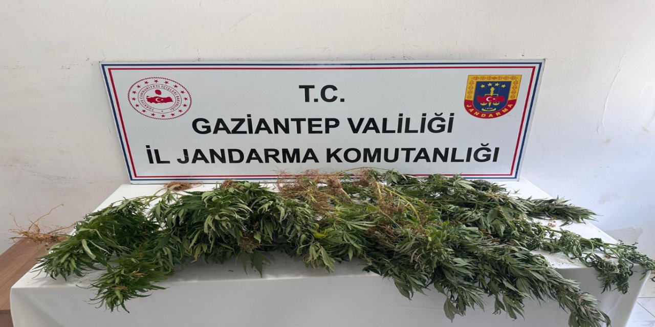 Gaziantep’te kenevir ekimine jandarma operasyonu