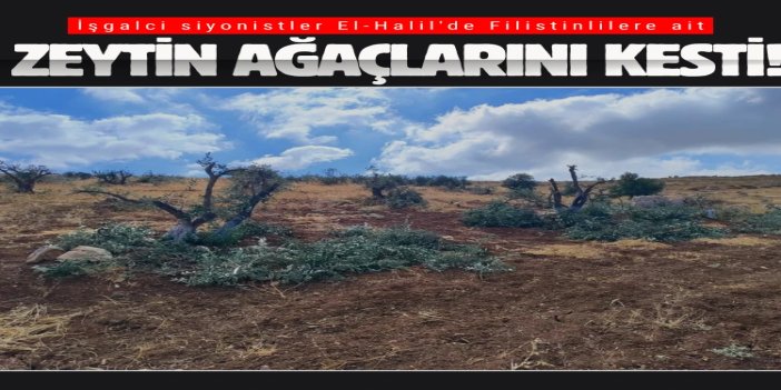 İşgalci siyonistler El-Halil'de Filistinlilere ait zeytin ağaçlarını kesti