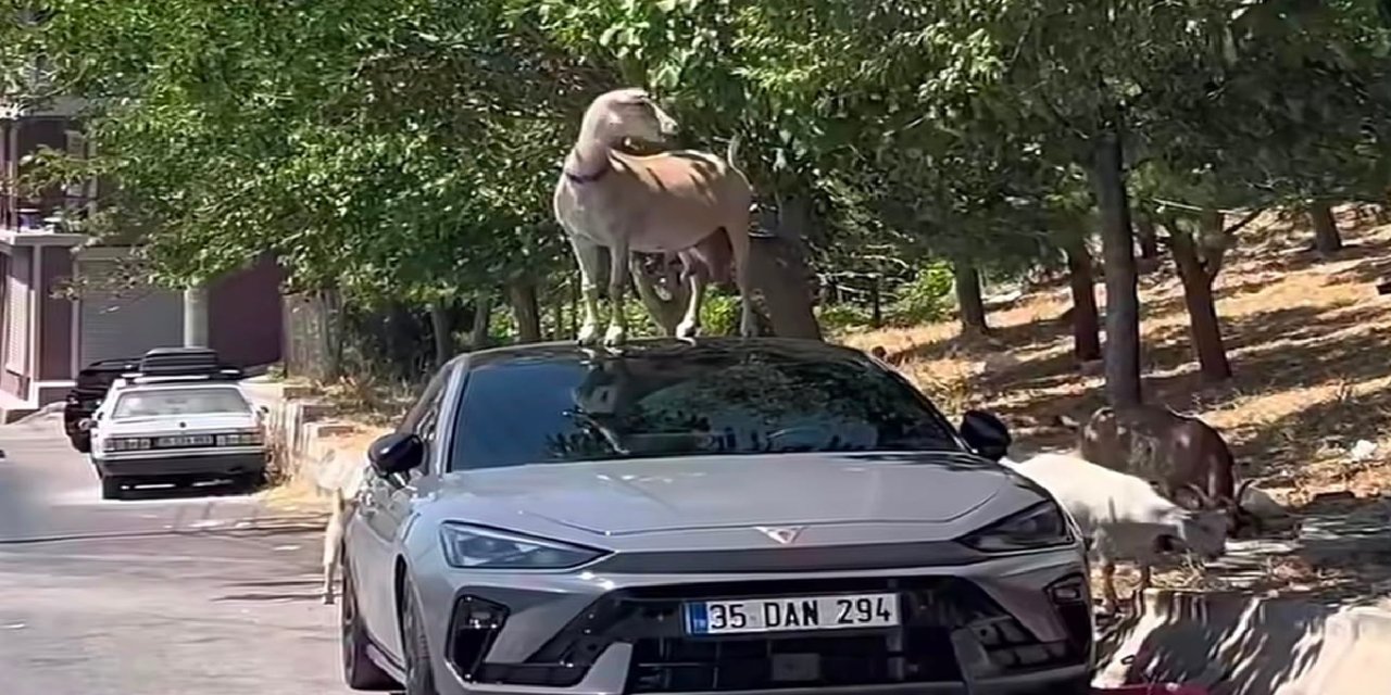 Kadifekale'de ilginç görüntü: Keçi yapraklara ulaşmak için otomobilin üzerine çıktı