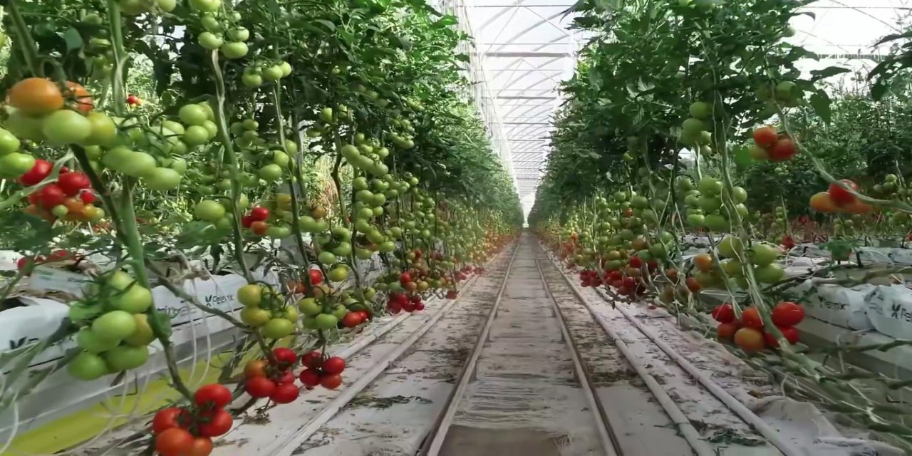 Balıkesir'e 2,5 milyar liralık sera yatırımı