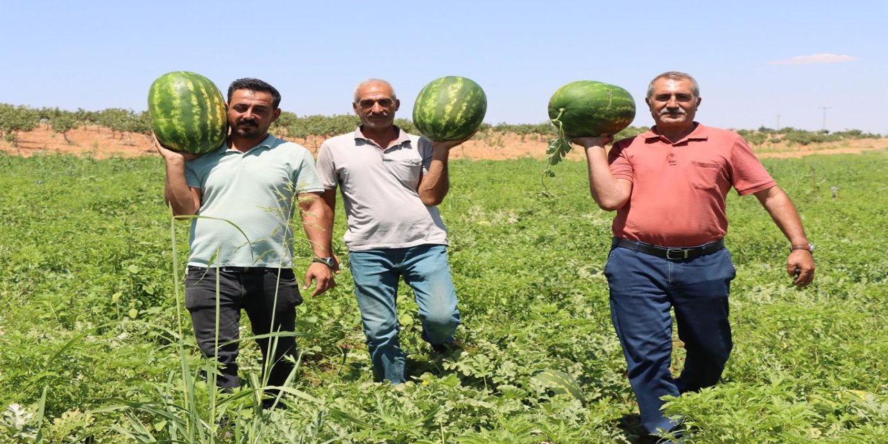 Kar suyunun bereketi Yaylak karpuzuna lezzet katıyor