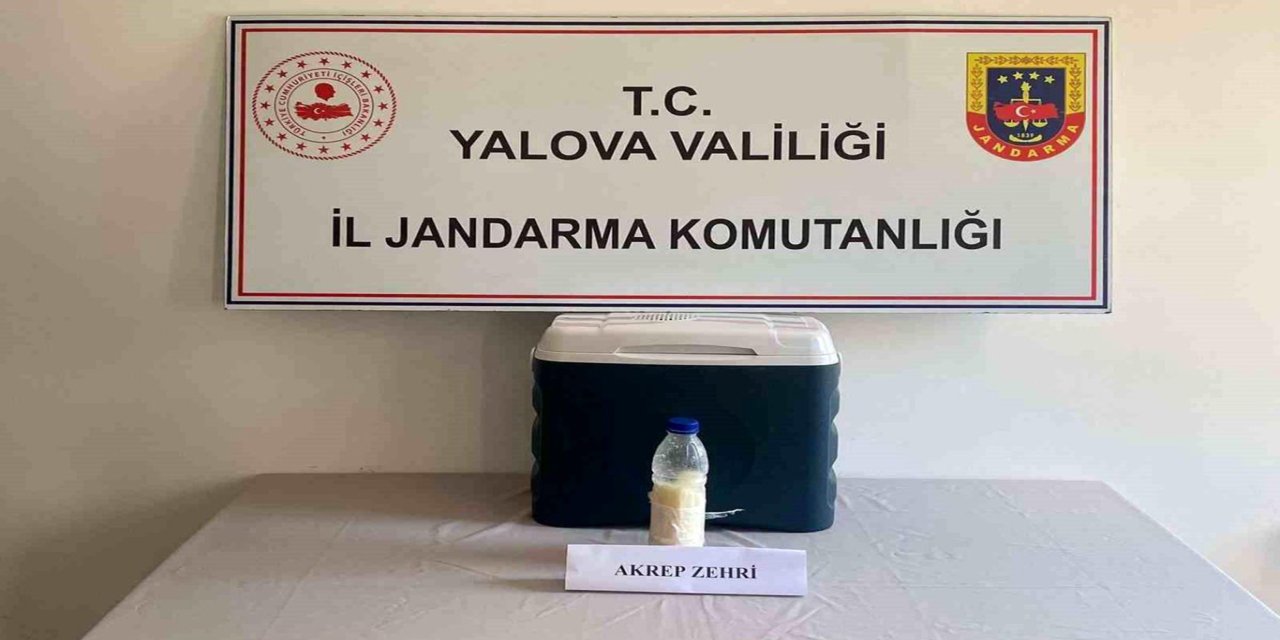 Yalova'da 500 gram akrep zehri ele geçirildi