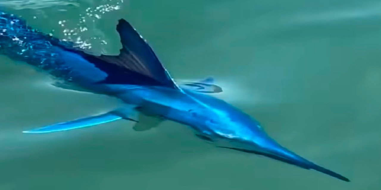 Bodrum açıklarında nadir görülen mavi marlin görüntülendi